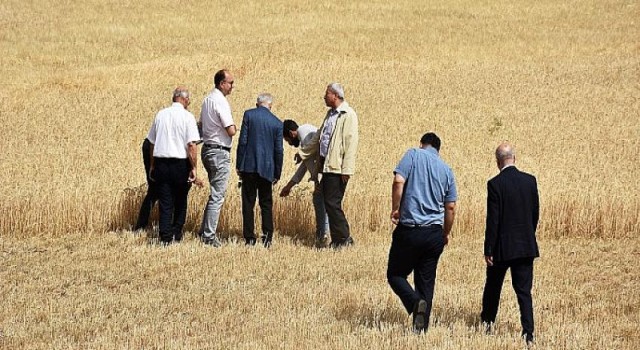 Harran Üniversitesi Kampüslerinde Tarihi Hasat Başladı