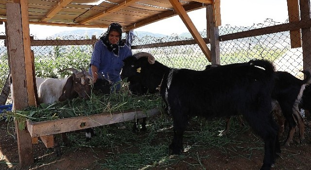 Kıl Keçisi Projesi için Son Başvuru 15 Eylül'e Uzatıldı 