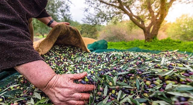 Türkiye'nin Sofralık Zeytin İhracatı 184 Milyon 510 Bin Dolar Oldu