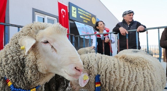 Aliağa Belediyesi'nden Üreticilere Koç Desteği