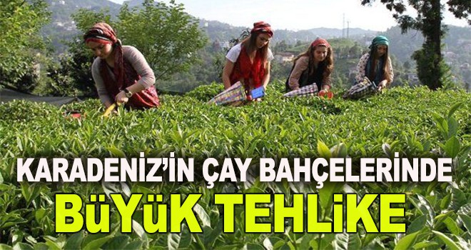 Fındık ve çay tarımı tehlikede