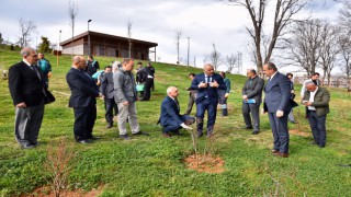 Trabzon'da asırlık zeytin fidanları toprakla buluştu