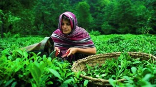 Çay Hasadında İzlenecek Yol Haritası Belirlendi