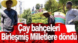 Çay bahçeleri Birleşmiş Milletlere döndü