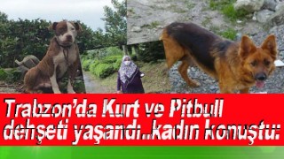 3 köpeğin saldırısına uğradı, kolunu kaybetti