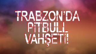 Trabzon'da pitbull dehşeti!