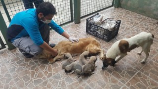 Trabzon'da yavru köpeklerin hayatları kurtarıldı
