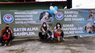 Trabzon'da düzenlenen defilede köpekler podyuma çıktı