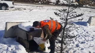 Sahipsiz Canlar Büyükşehir Korumasında