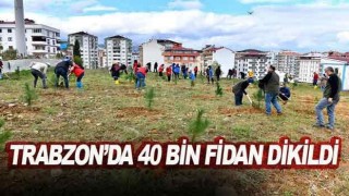 Trabzon'da 40 bin fidanla toprakla buluştu