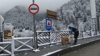 Trabzon'da sahipsiz canlara özel ilgi gösteriliyor