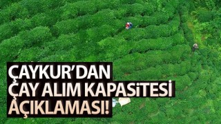 ÇAYKUR: Yaş Çay Alımlarımız Günlük Kapasite Üzerinde Devam Ediyor