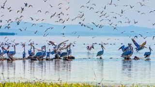 TEMA Vakfı, A. Nihat Gökyiğit Biyolojik Çeşitlilik Projesi