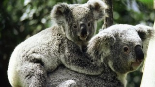 Vahşi Avustralya: Hayatta Kalma Savaşı National Geographic WILD Ekranlarında