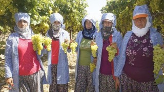 Diyabet hastalarının gözdesi erkenci Superior Seedless Çeşidi Sofralık Üzüm ihracat yolcusu