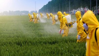 Fetüse kadar ulaşan pestisitlerden uzak durun