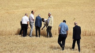 Harran Üniversitesi Kampüslerinde Tarihi Hasat Başladı