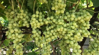 Superior Seedless Çeşidi Sofralık Üzümün ihracat yolculuğu başladı