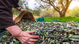 Türkiye'nin Sofralık Zeytin İhracatı 184 Milyon 510 Bin Dolar Oldu