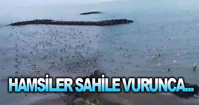 Hamsi sürüsü sahile vurdu!