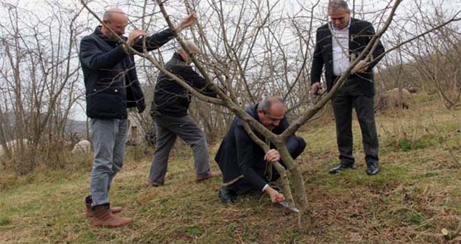 Fındık üreticisine budama uyarısı!