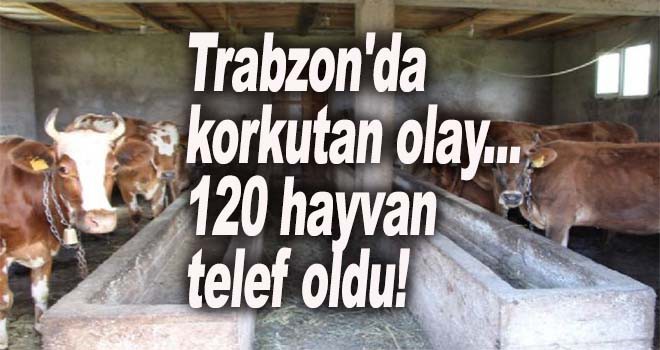 Trabzon'un başı dertte 120 büyükbaş hayvan telef oldu