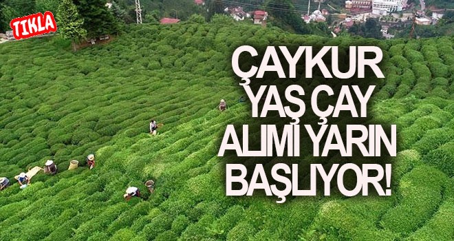 ÇAYKUR yaş çay alımlarına yarın başlayacak