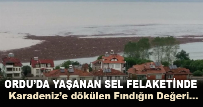 Ordu'da Karadeniz'e dökülen fındığın değeri...