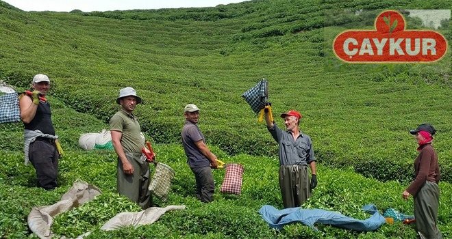 ÇAYKUR'dan Üreticilere Uyarı!