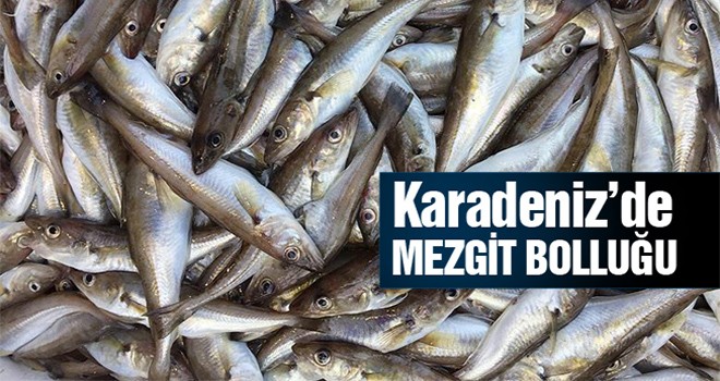 Bu sezon bol çıkan mezgit, 8 TL’den satılıyor