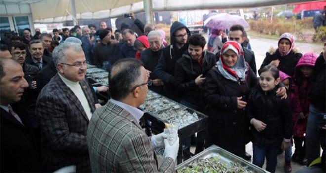 Hamsi şenliğinde 2 ton hamsi 2 saatte tüketildi