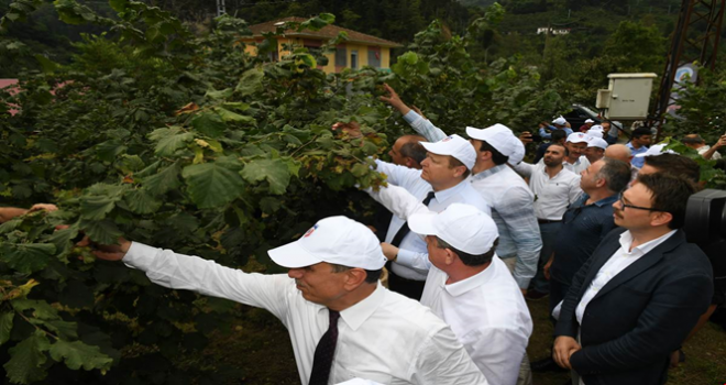 Vali Yavuz Fındık Sezonunun Açılışını Yaptı