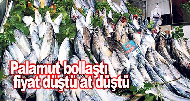 Palamut bollaştı fiyat düştü