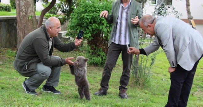 Trabzon’da Ayı Yogi’nin akıbeti belli oldu