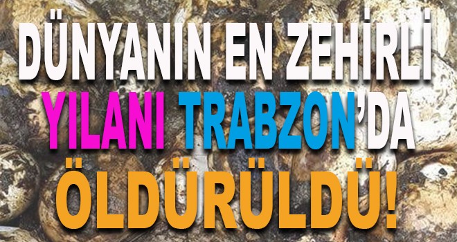 Dünyanın en zehirli Yılanı Trabzon'da öldürüldü