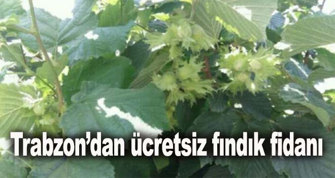 Trabzon Ticaret Borsası’ndan fındık fidanı..