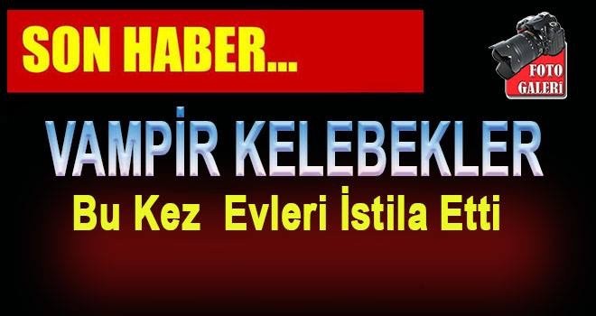 Vampir kelebekler bu kez evleri istila etti